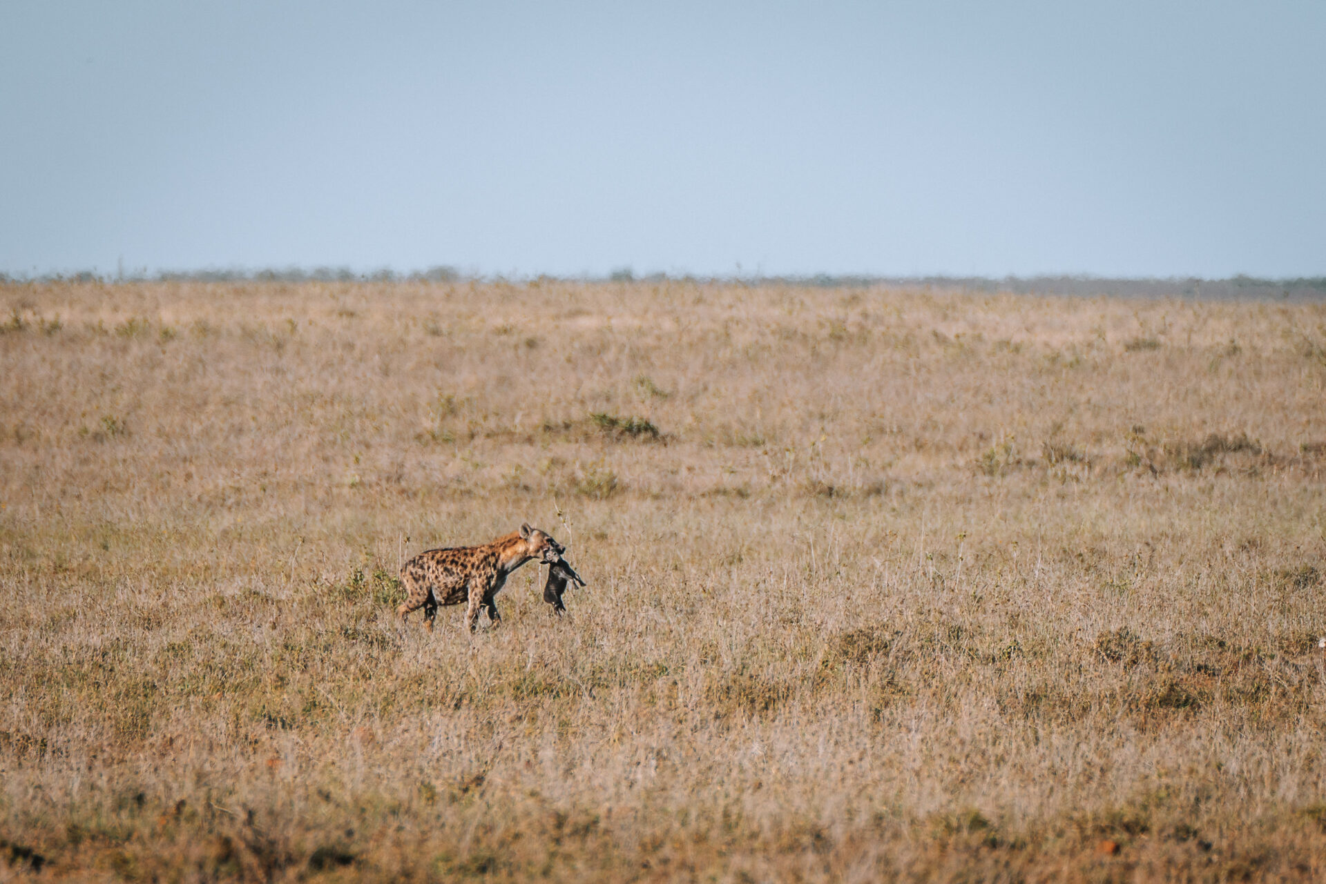 mugy conservancy, safari parks in kenya