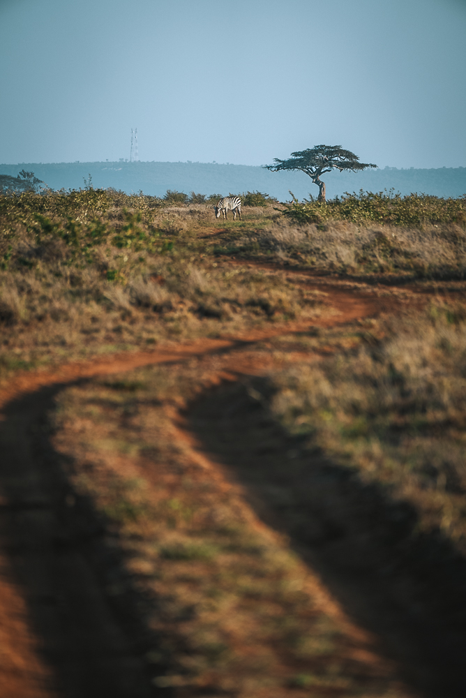 On a Kenya safari at Mugie Conservancy