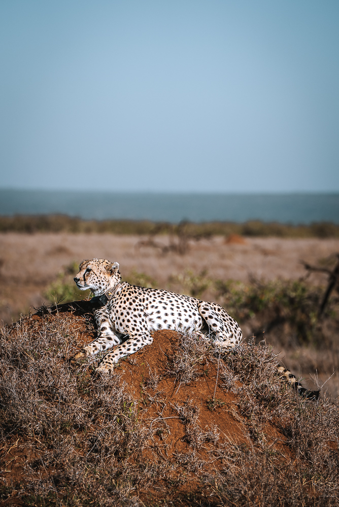 Kenya Mugie Conservancy safari cheetah 07178