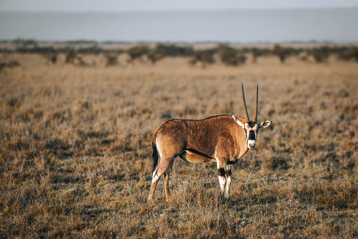 Kenya Mugie Conservancy safari oryx 07149