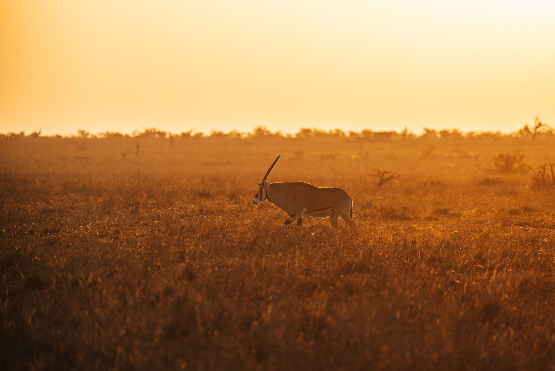Kenya Mugie Conservancy sunset Oryx 07133