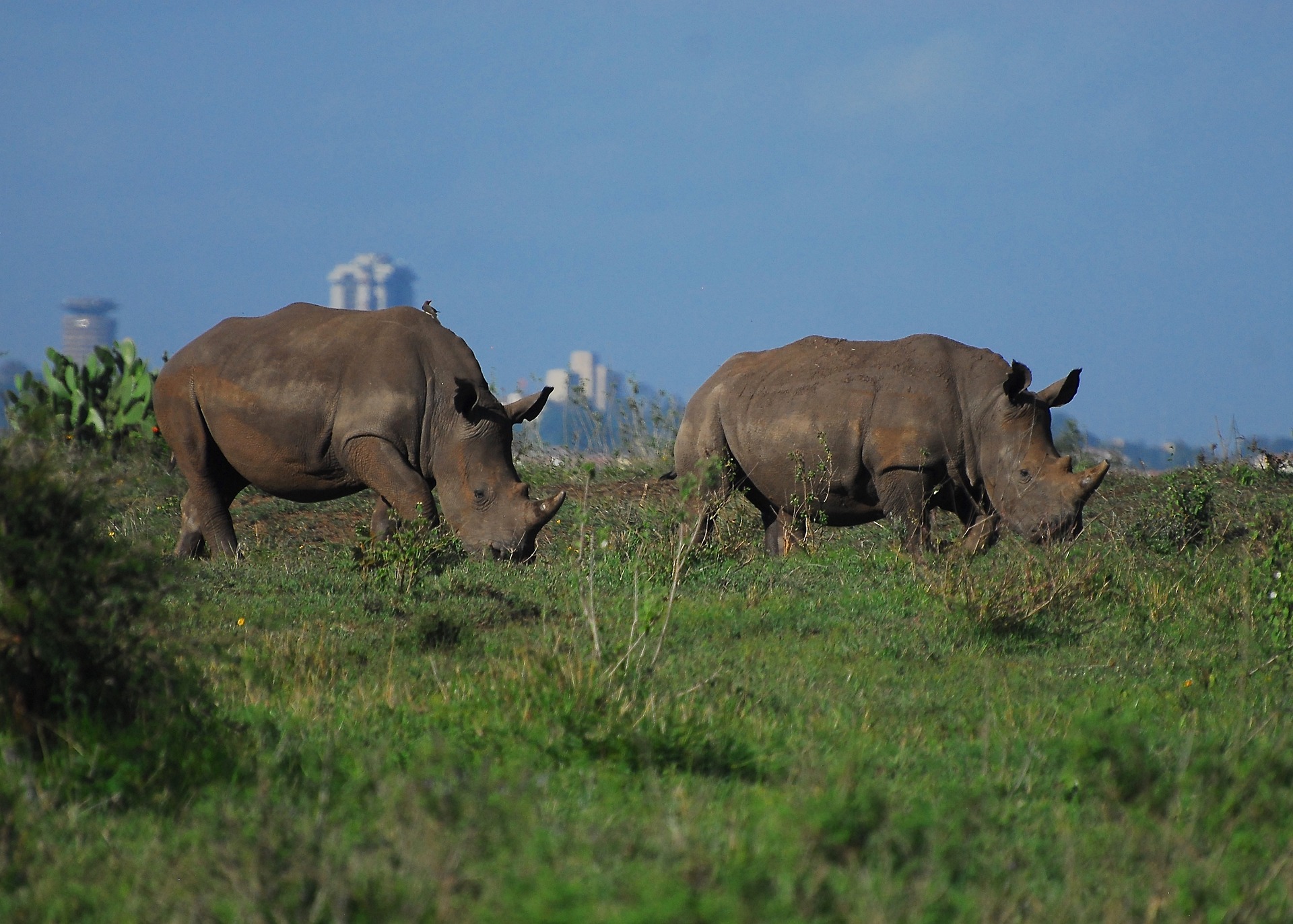 Rhinos in Nairobi National Park