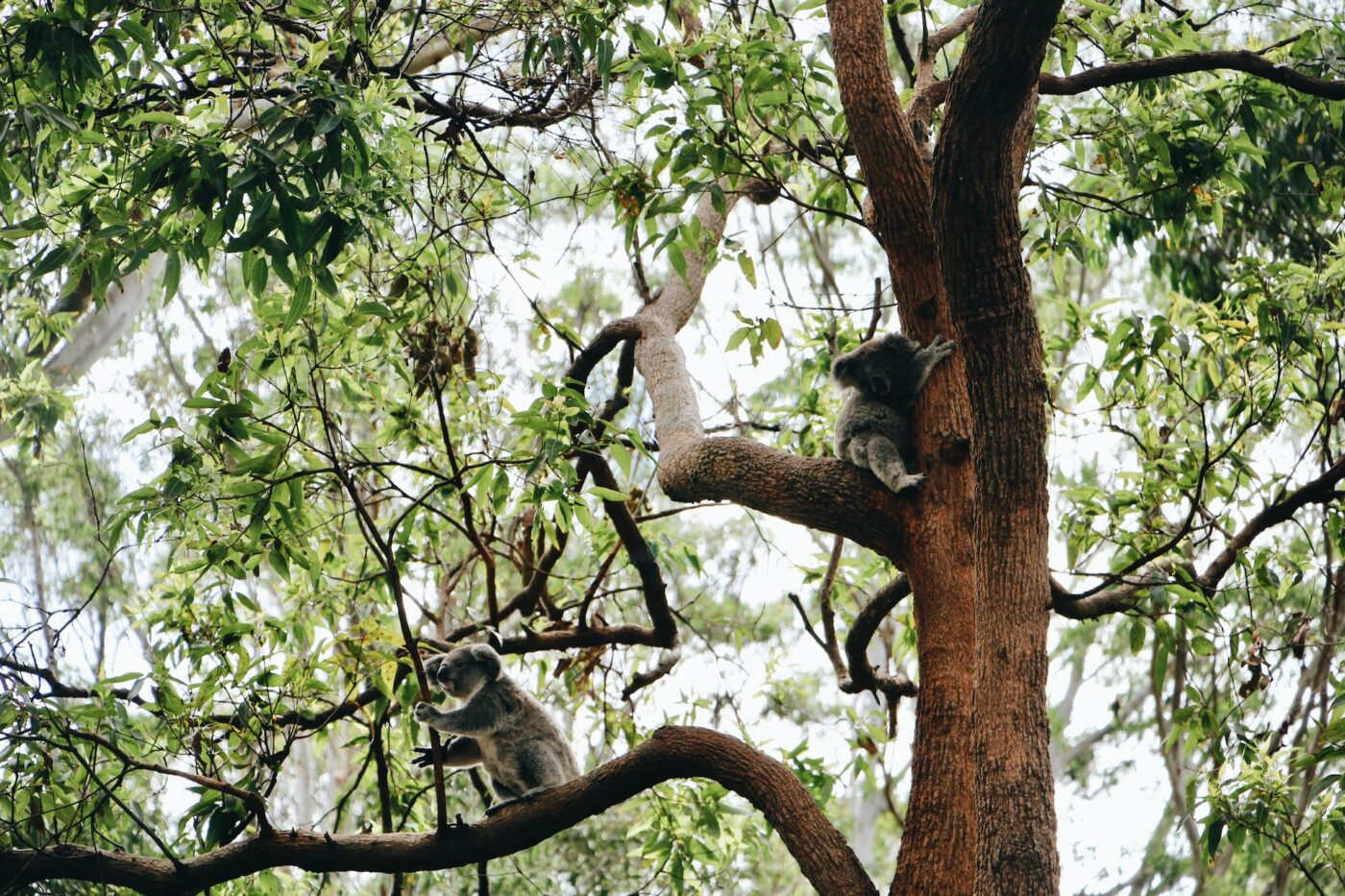 Koala Hospital, Port Macquarie