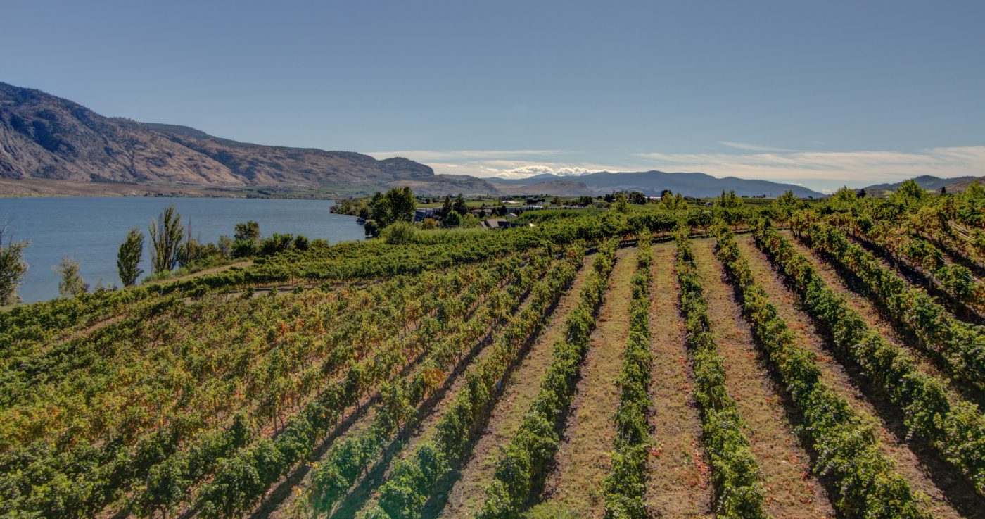 Lastella Vineyard Osoyoos Canada