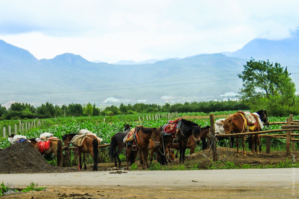 Ready to saddle up the horses for a ride in the countryside, Lijiang, China