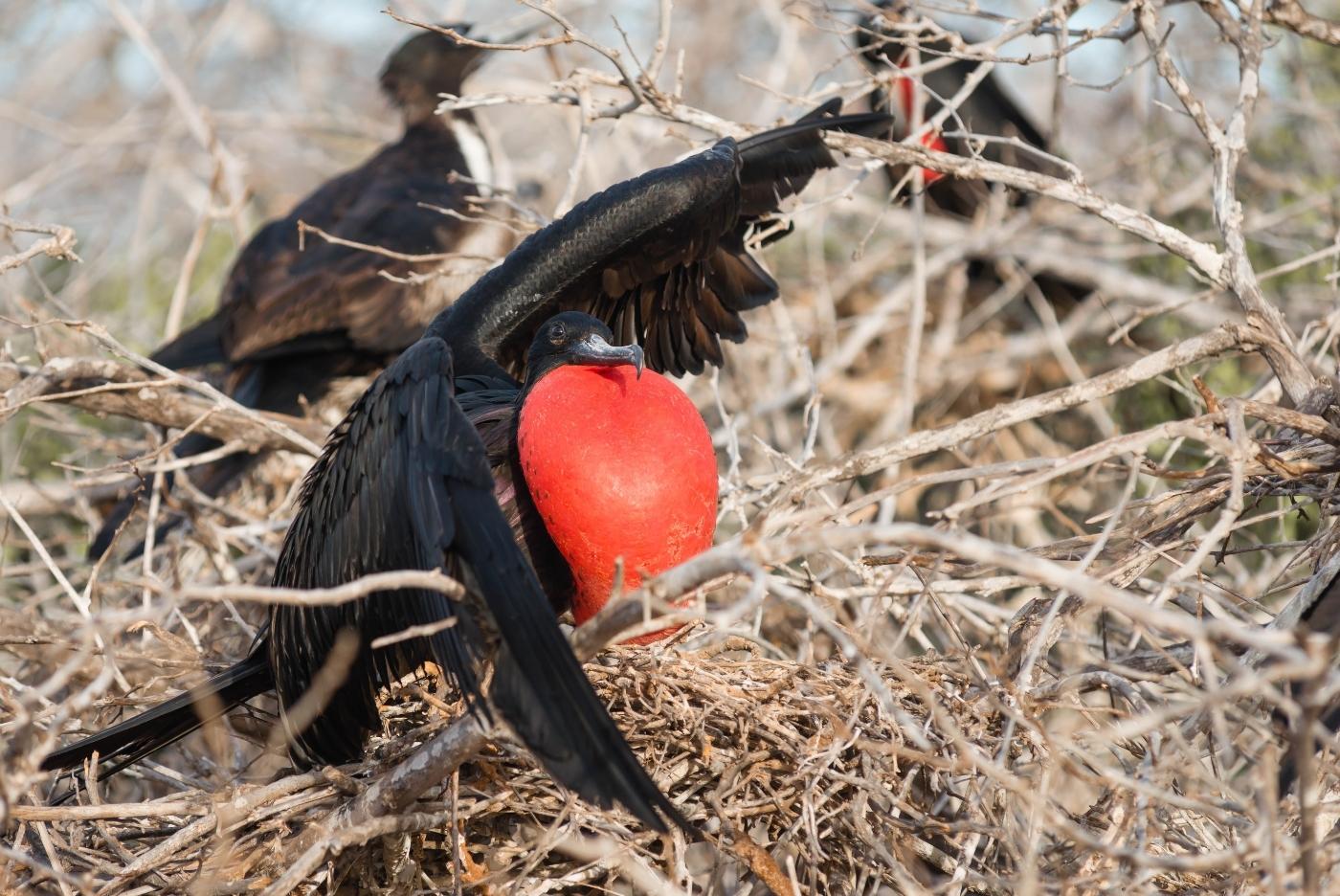 Magnificent frigate bird