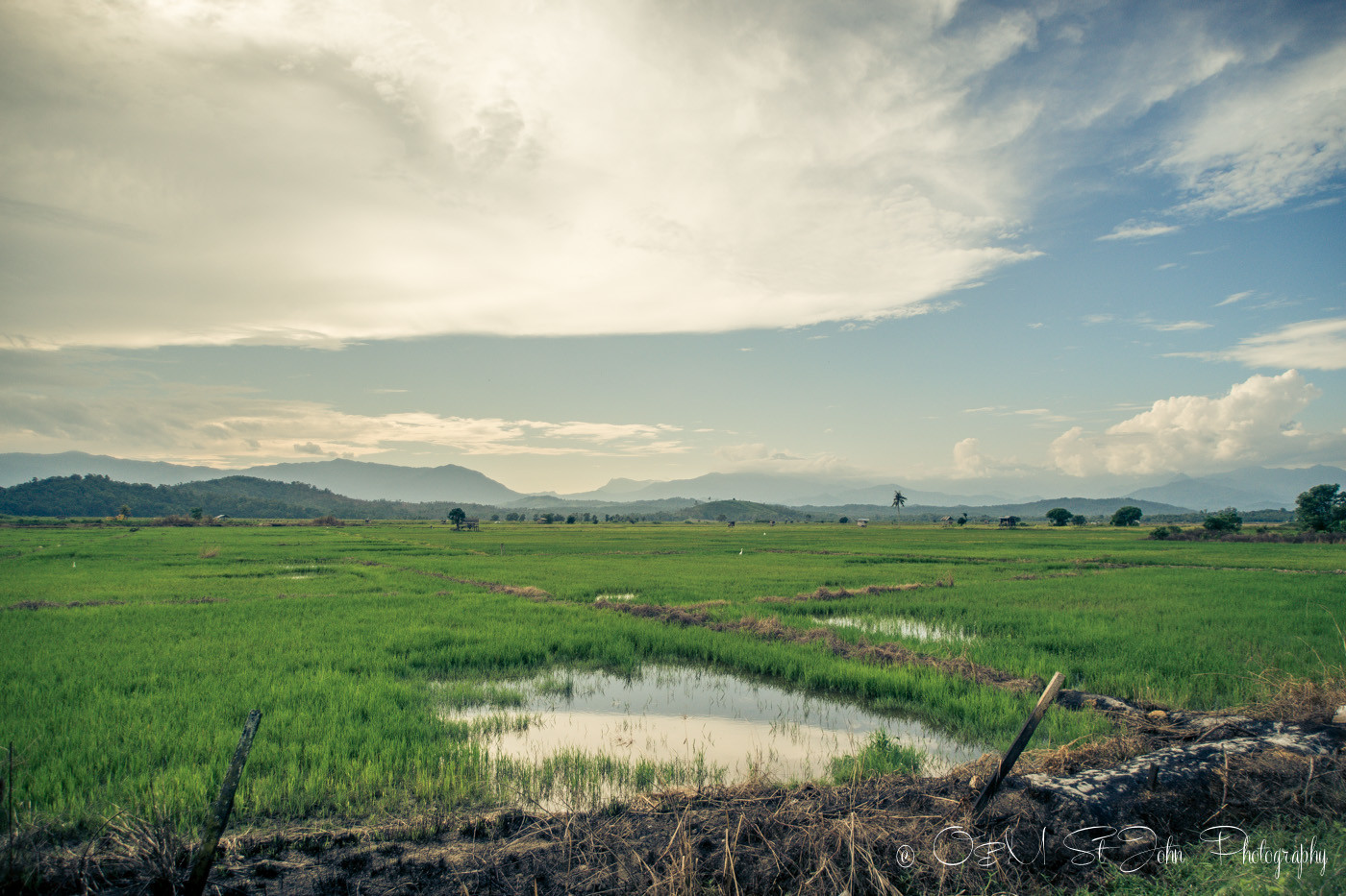 Rice paddies just outside of Kota Belud, Sabah, Malaysia