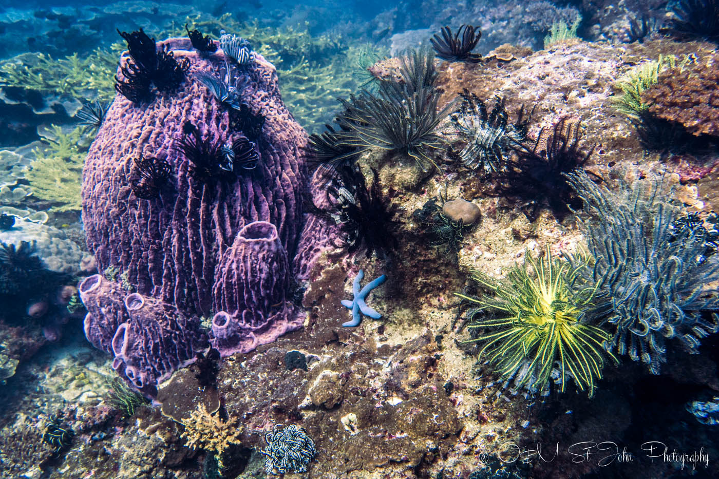 Mayne Rock with Bigfin Divers. Sabah. Malaysia