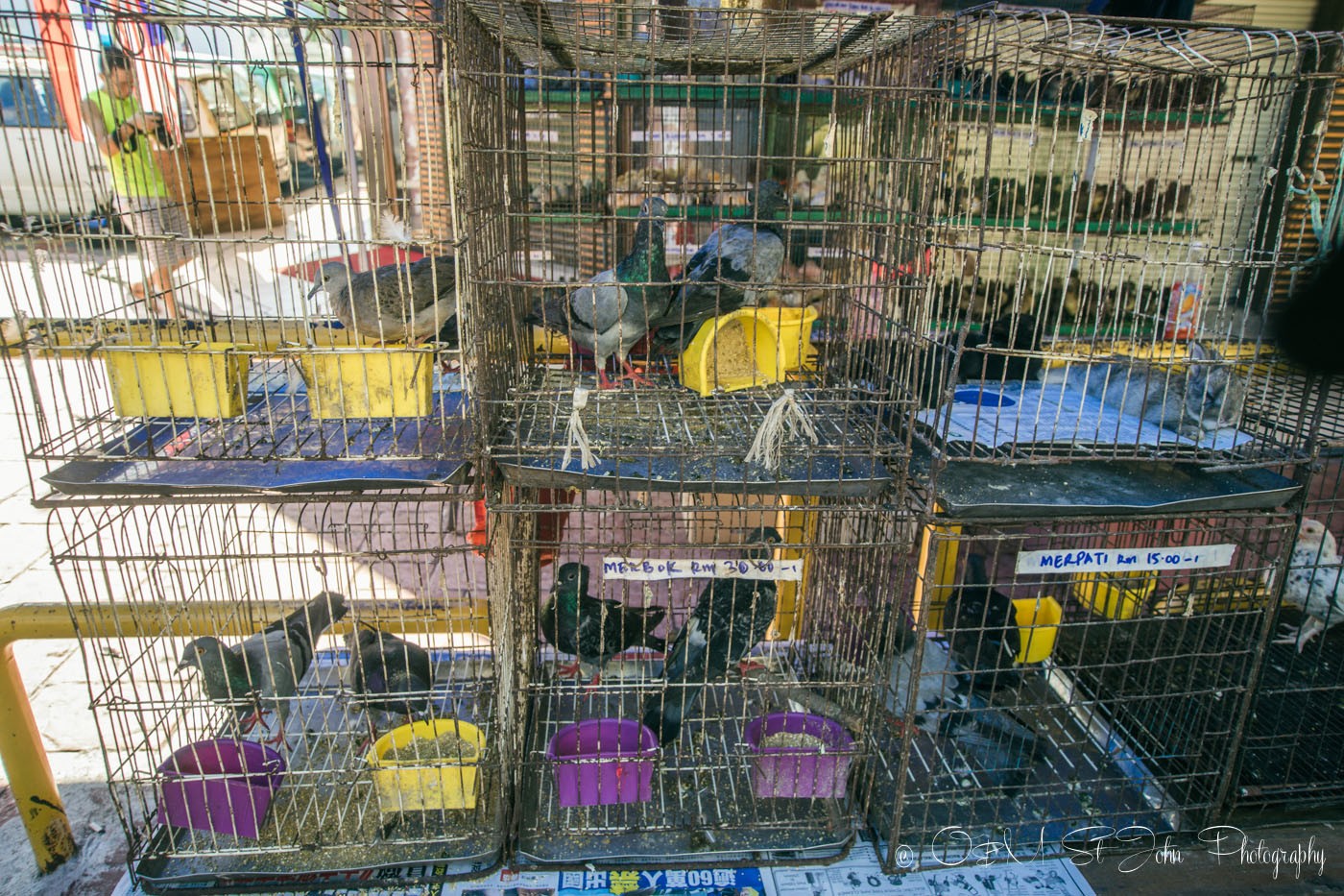 Pigeons for sale at the Gaya Street Sunday Market, Kota Kinabalu. Sabah. Malaysia
