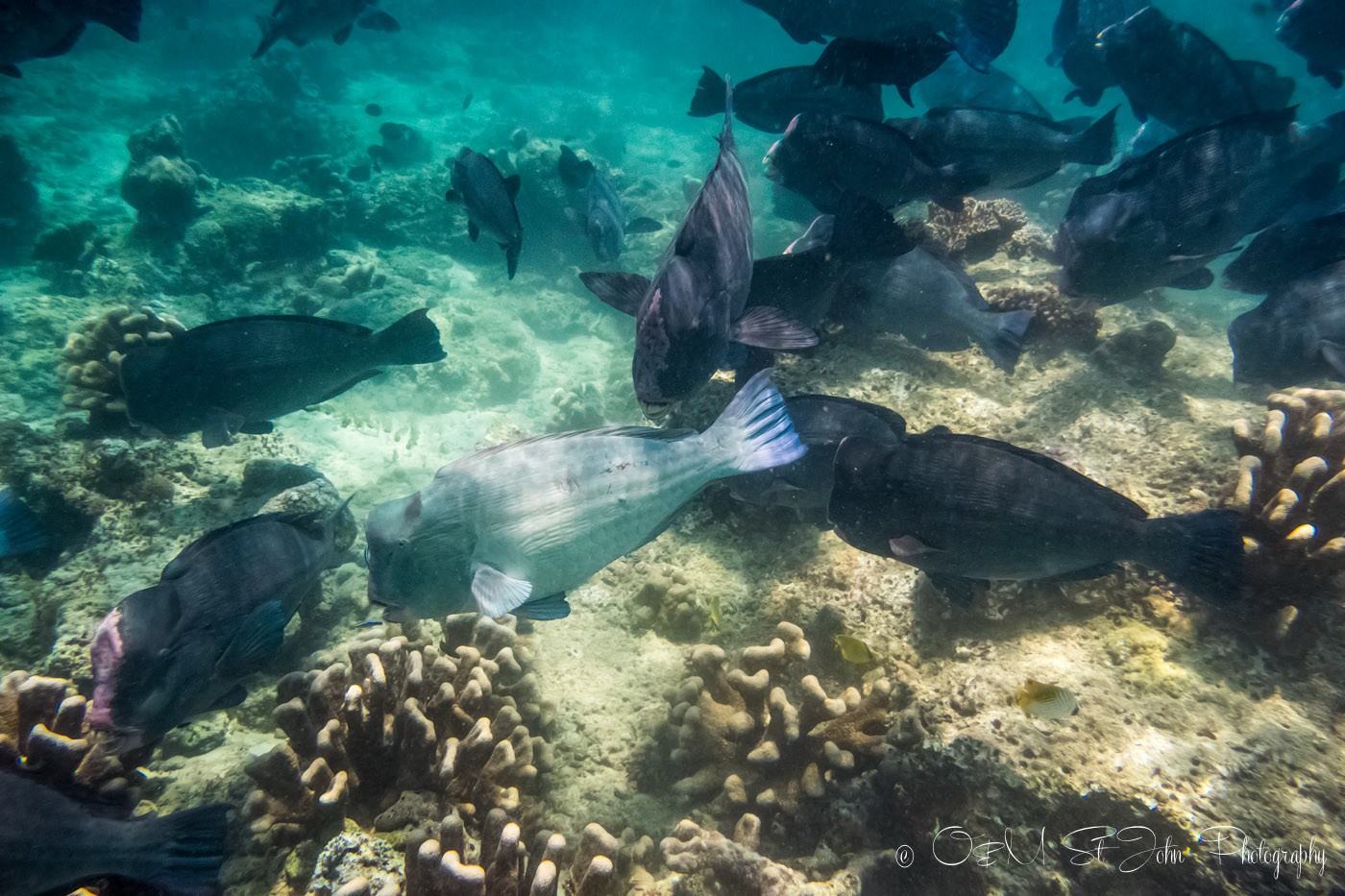 Green humphead parrotfish. Sipadan diving. Sabah. Malaysia