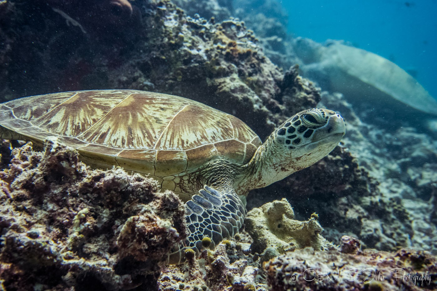 Green turtle. Diving in Sipadan Island. Sabah. Malaysia. Borneo