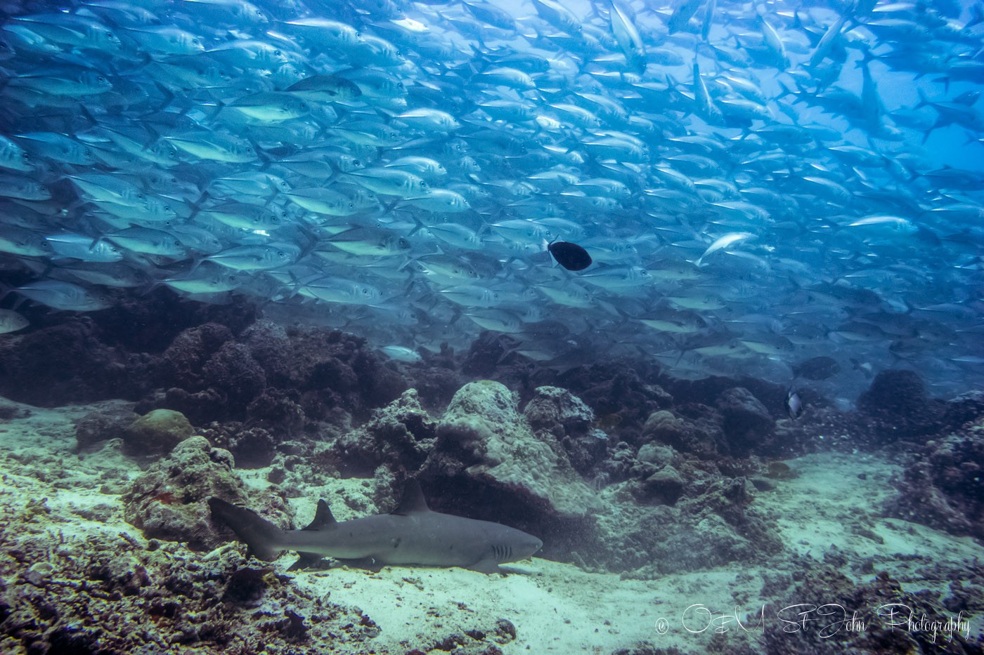 School of jack fish and a shark. Diving in Sipadan Island. Sabah. Malaysian Borneo. 