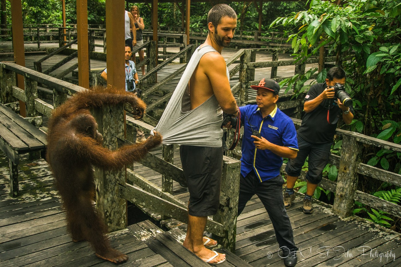 Orang Utan getting a bit too friendly with Max. Sepilok, Sabah. Malaysia