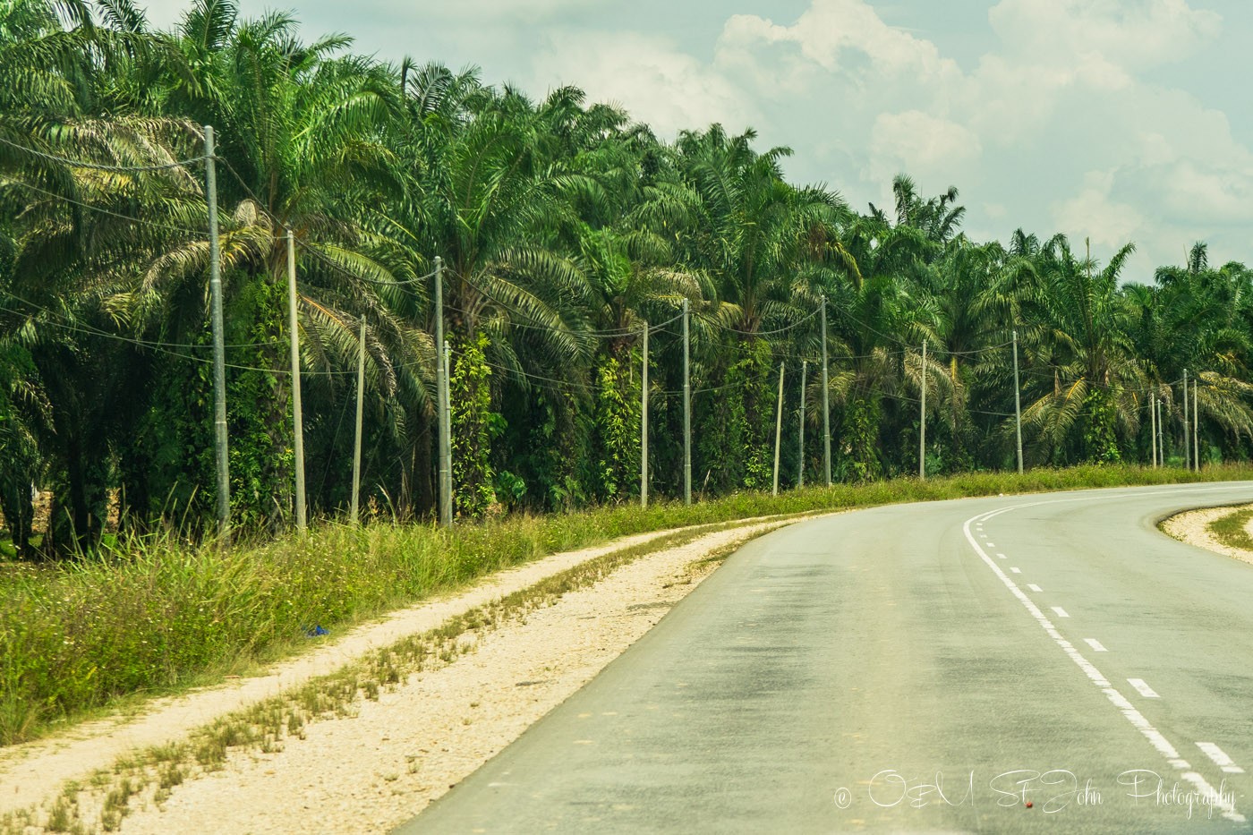 Palm oil plantation en route to Kinabatangan. Sabah. Malaysian Borneo