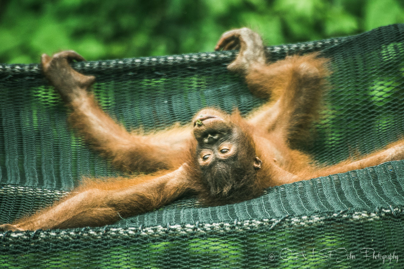 Borneo Orangutan in Sepilok Orangutan Rehabilitation Centre. Sabah. Malaysian Borneo