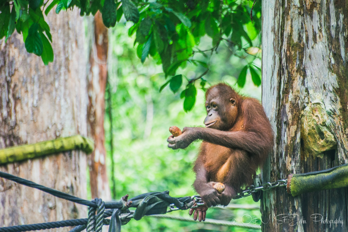 Borneo Orangutan in Sepilok Orangutan Rehabilitation Centre. Sabah. Malaysian Borneo