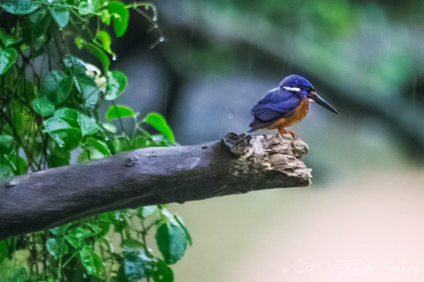 Kingfisher. Kinabatangan River. Sabah, Malaysian Borneo