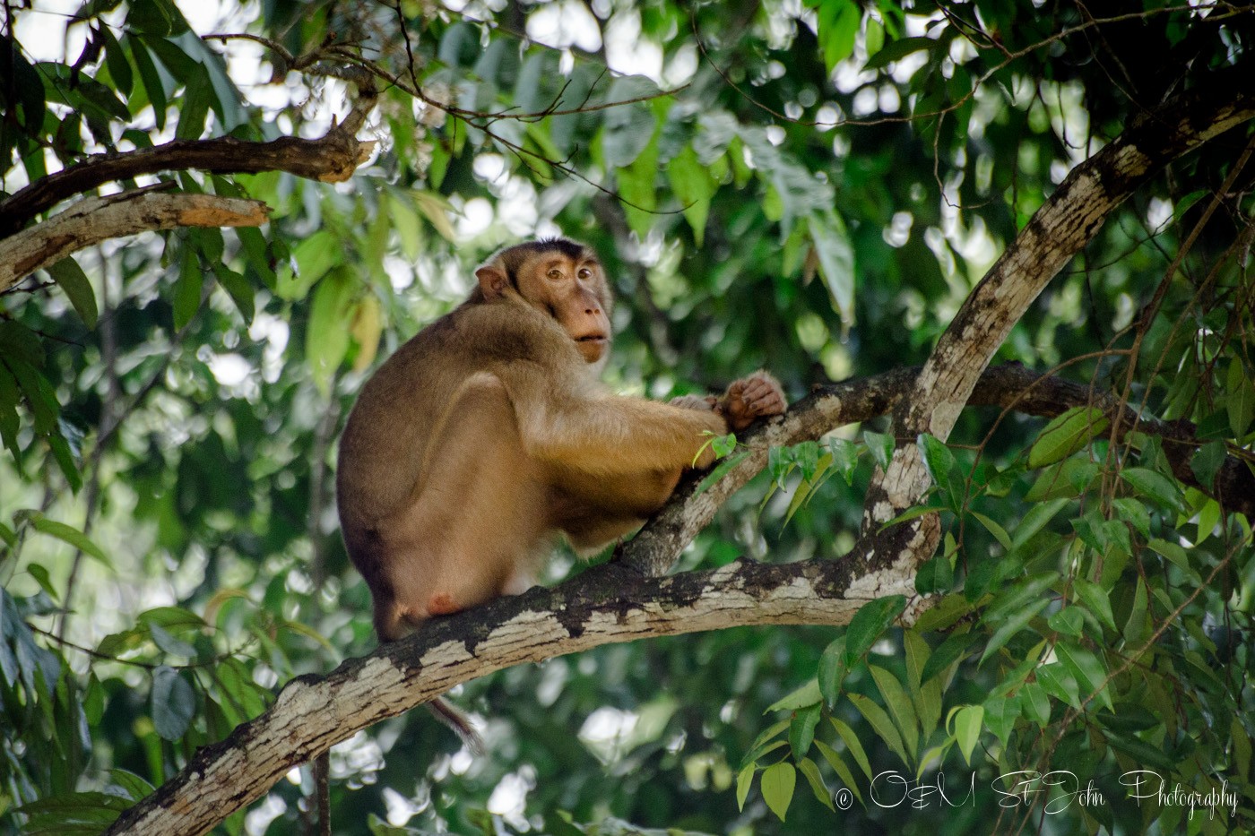 Short tailed macaque on Kinabatangan River. Sabah. Malaysian Borneo