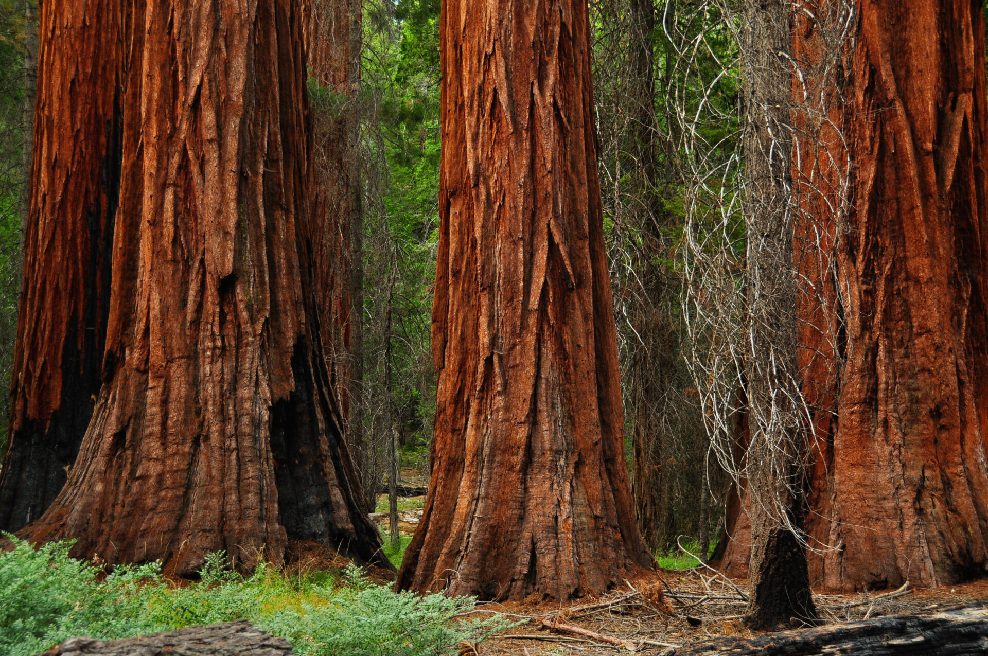 Mariposa Grove Credit Fang Guo 2