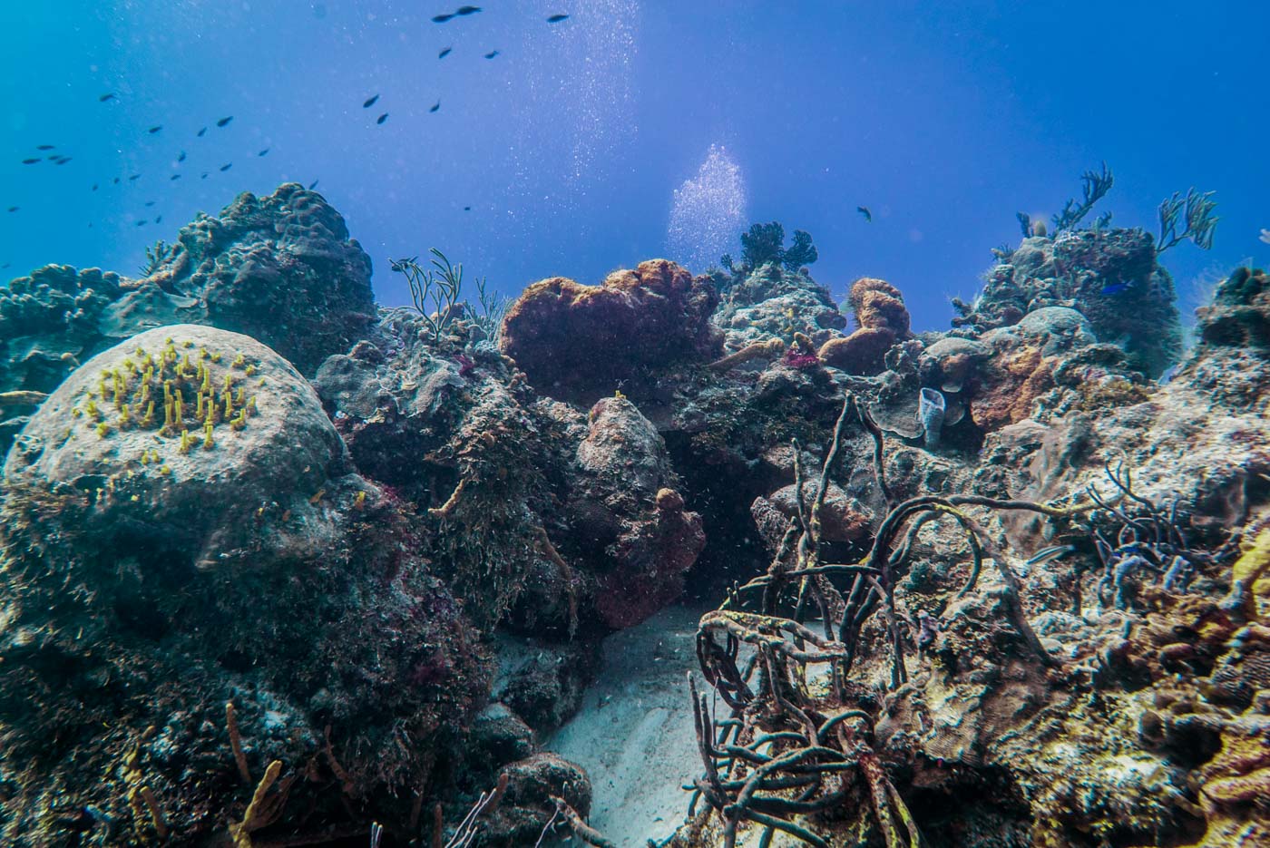 Scuba Diving in Cozumel, Mexico