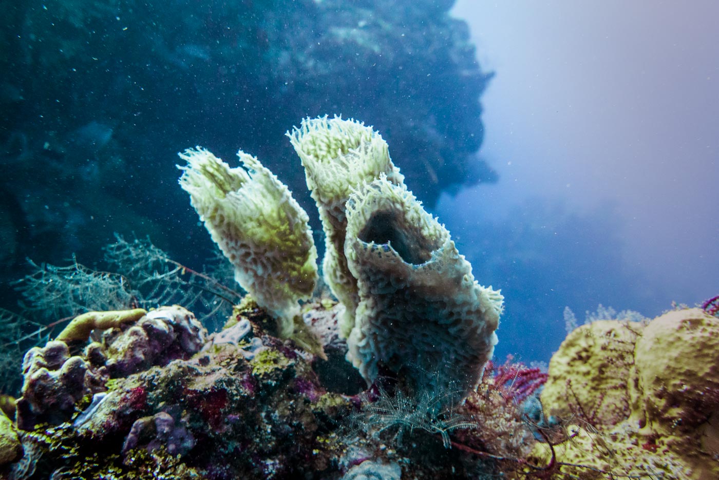 scuba diving in Cozumel