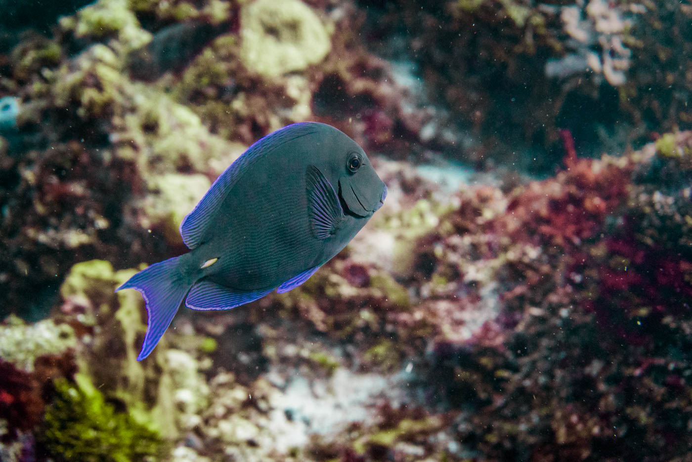 scuba diving in Cozumel