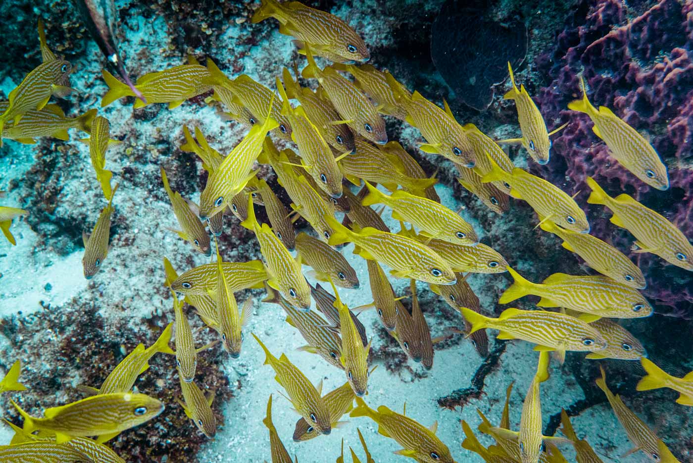 scuba diving in Cozumel