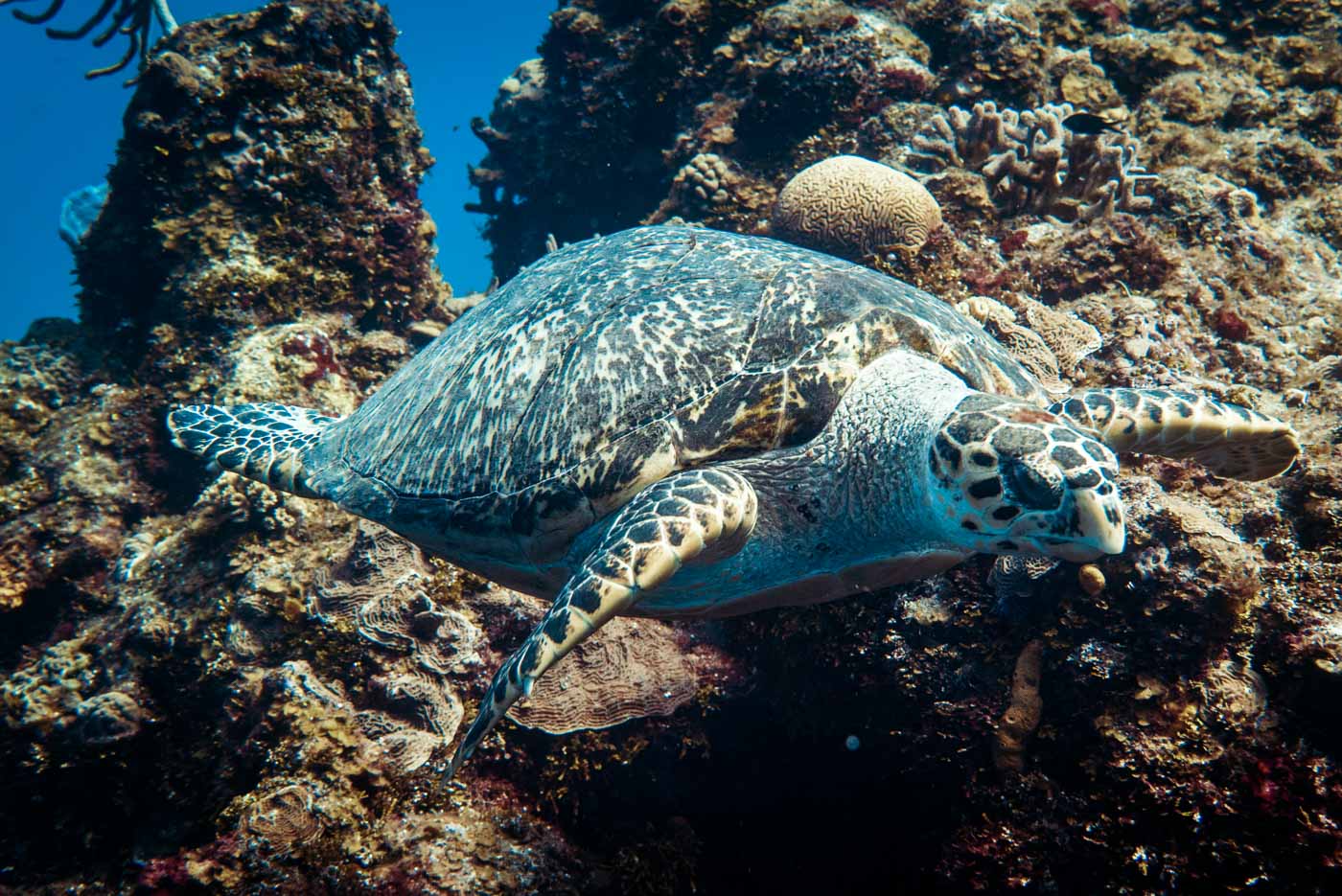 scuba diving in Cozumel