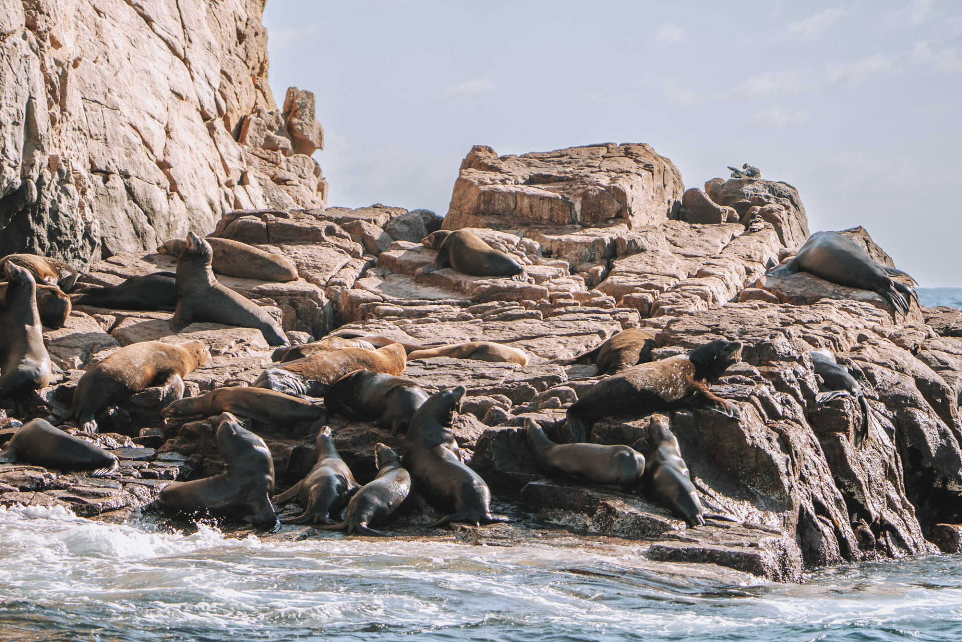 Sea lions basking int he sun near the Arch in Cabo San Lucas
