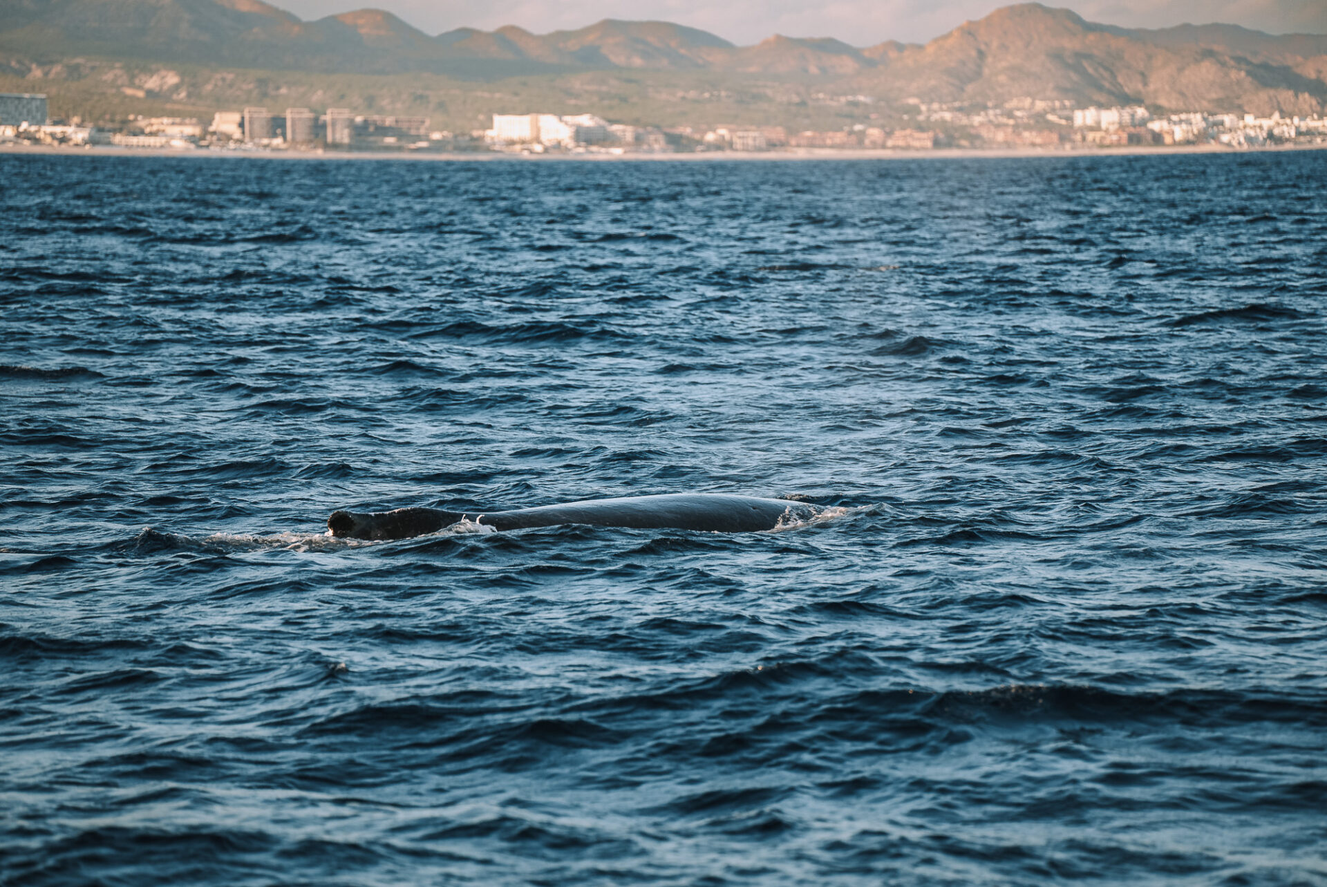 Whale watching, things to do in Los Cabos