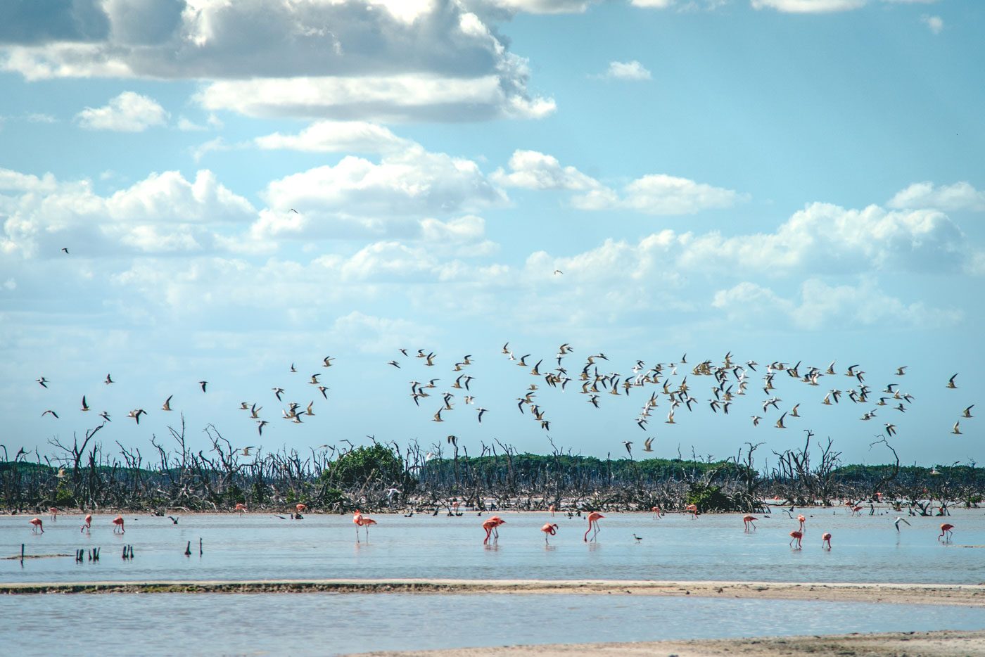 Pink flamingoes in Progreso, Mexico