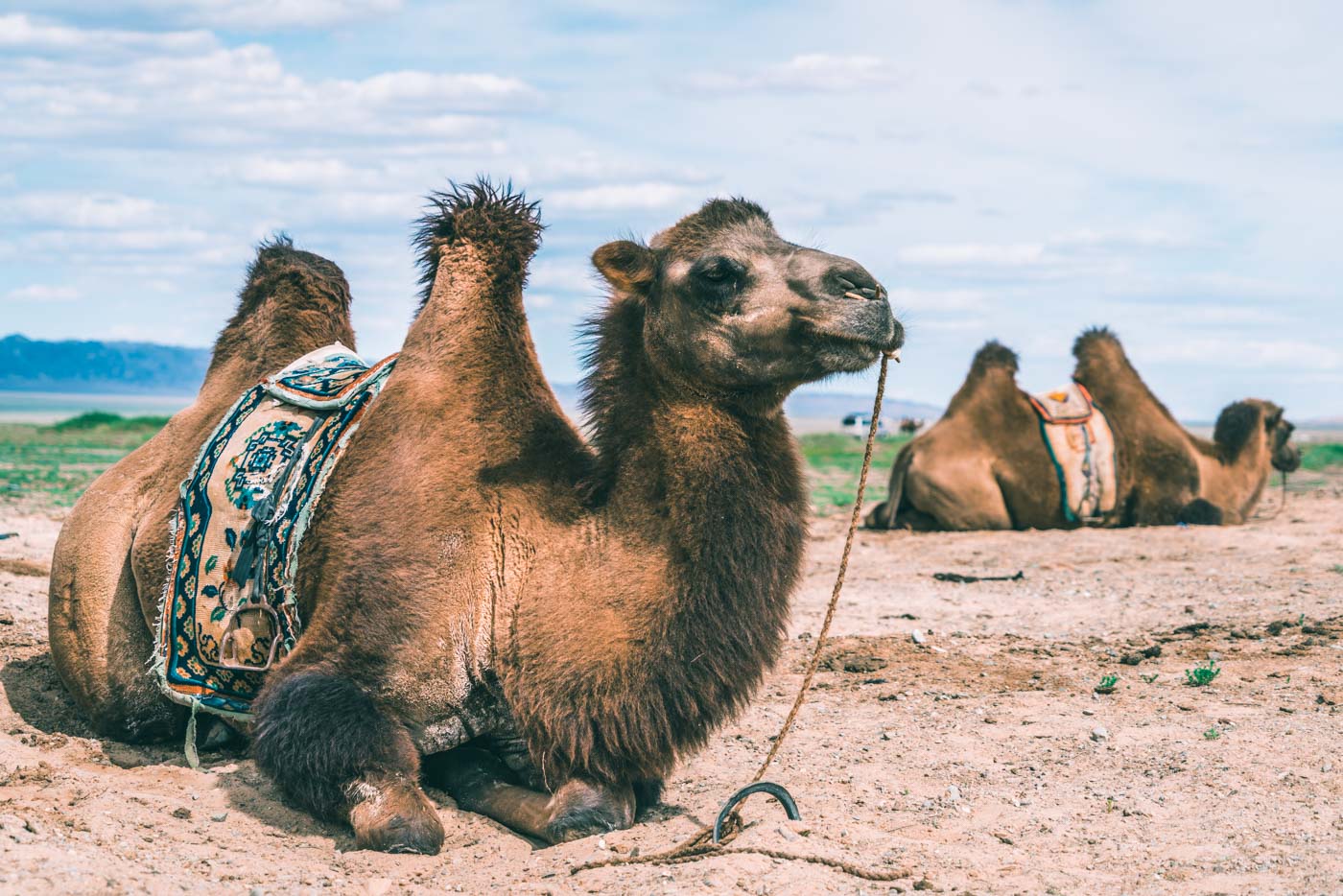 Mongolia Gobi camel 0847