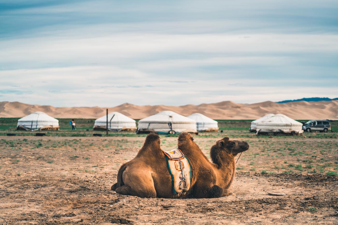 Camel resting near a ger camp at Khongoryn Els Sand Dunes, Gobi Desert