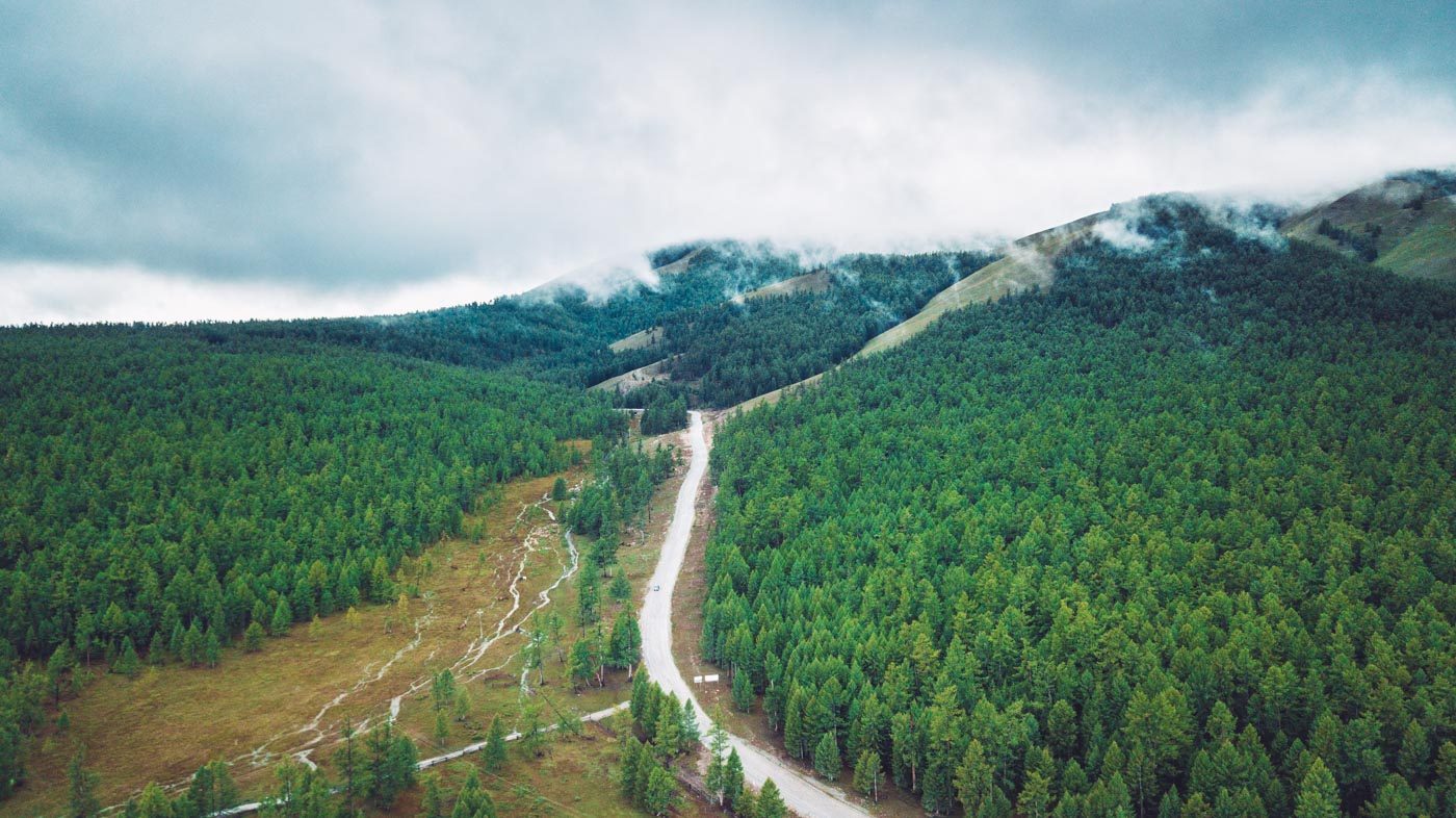 The never-ending pine forest in Northern Mongolia