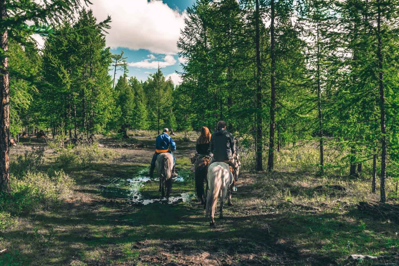 Exploring the forest on a horseback