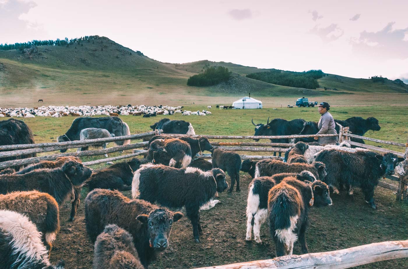 Mongolia countryside local yaks ger 01523