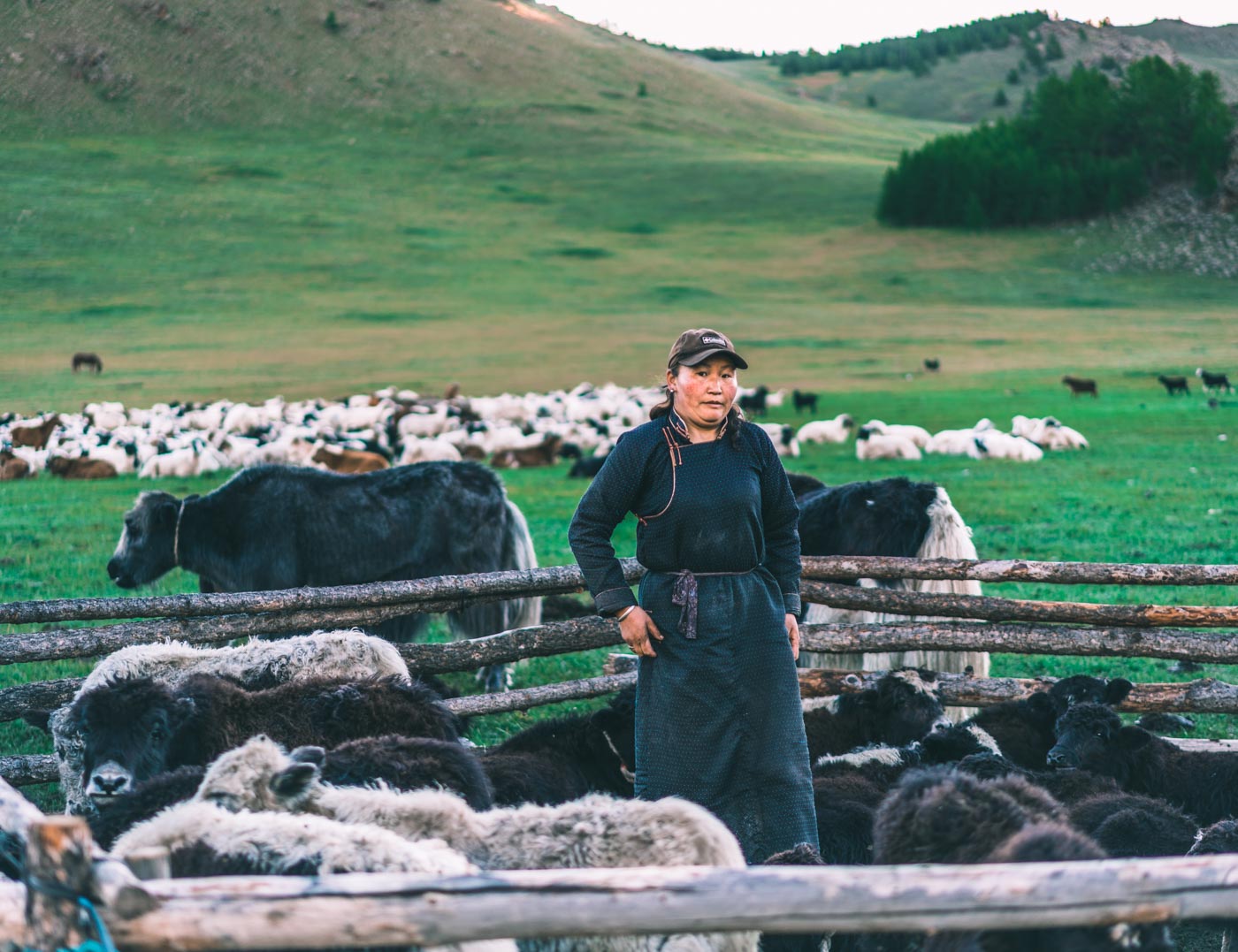 Mongolia countryside yaks local 1479