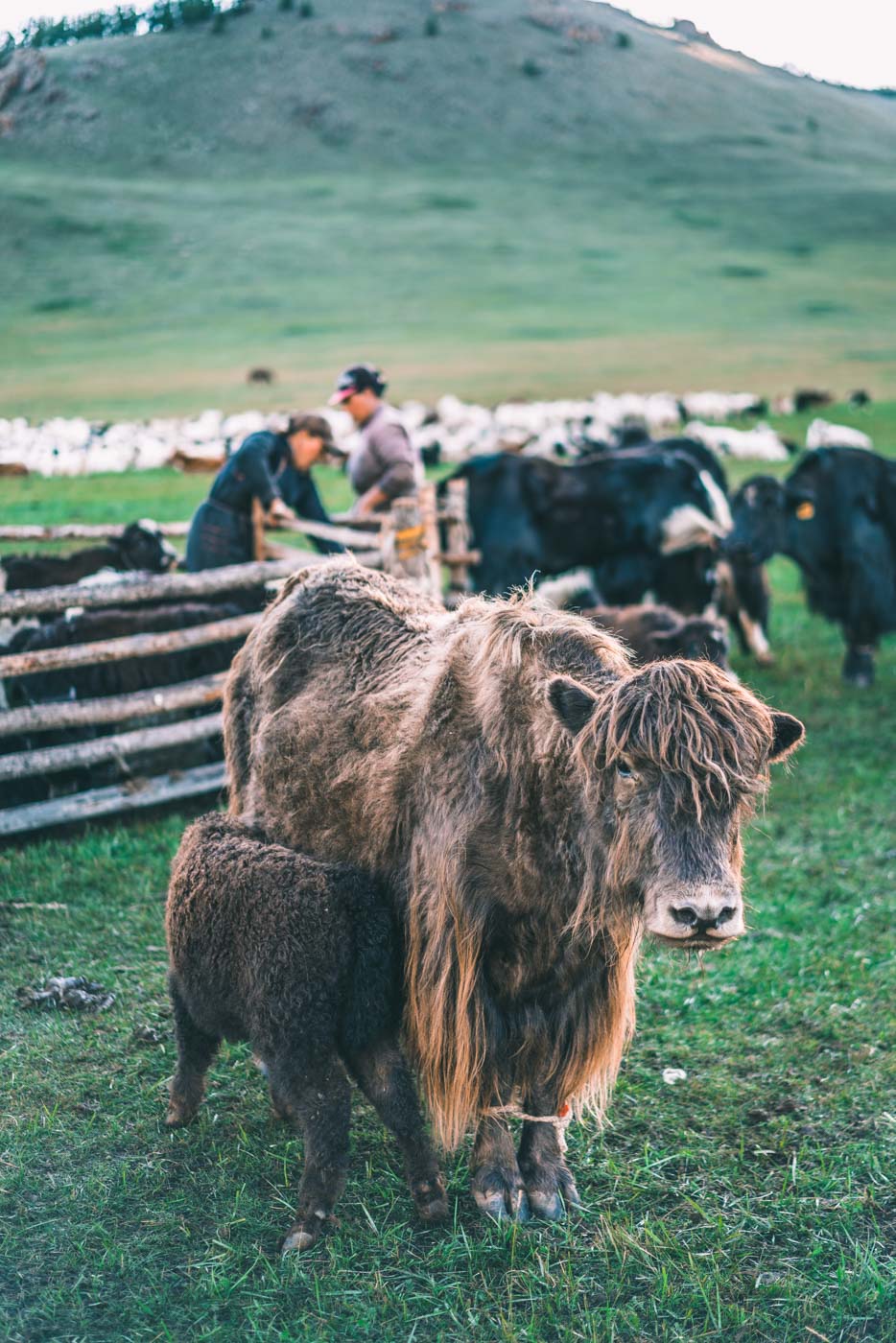 Mongolia countryside yaks locals milking 1480