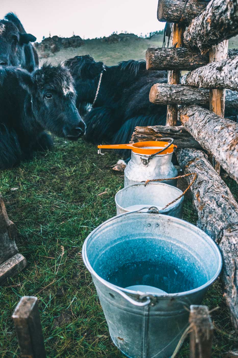 Mongolia countryside yaks milking 01528