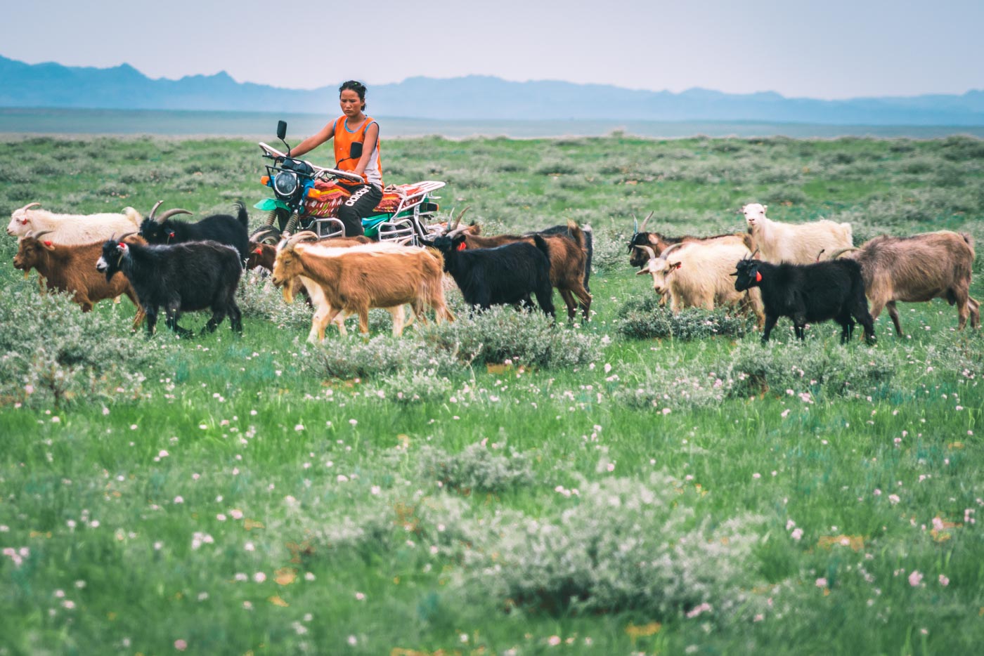 Local woman herding livestock on a motorcycle