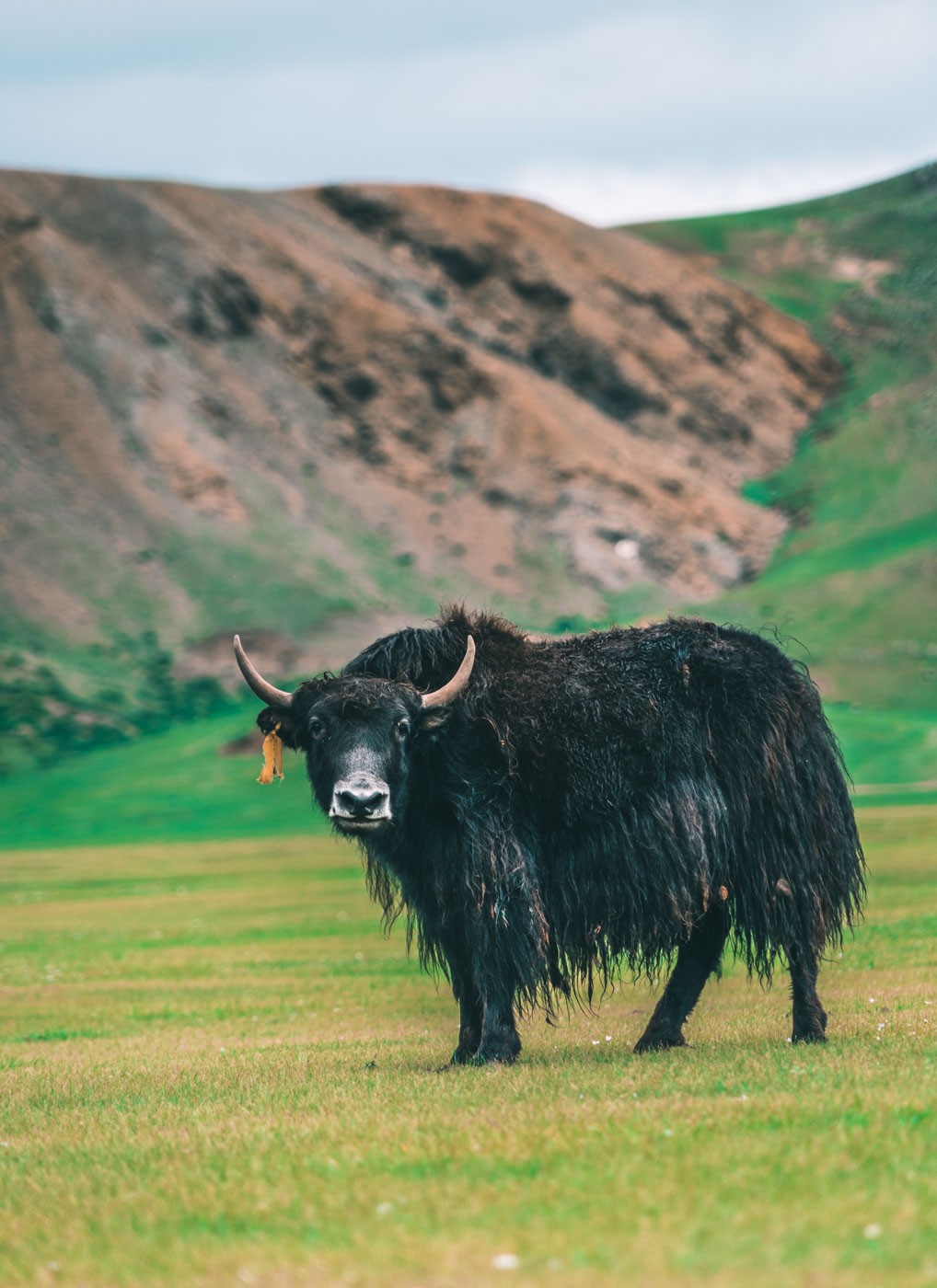 Mongolia yak 1074
