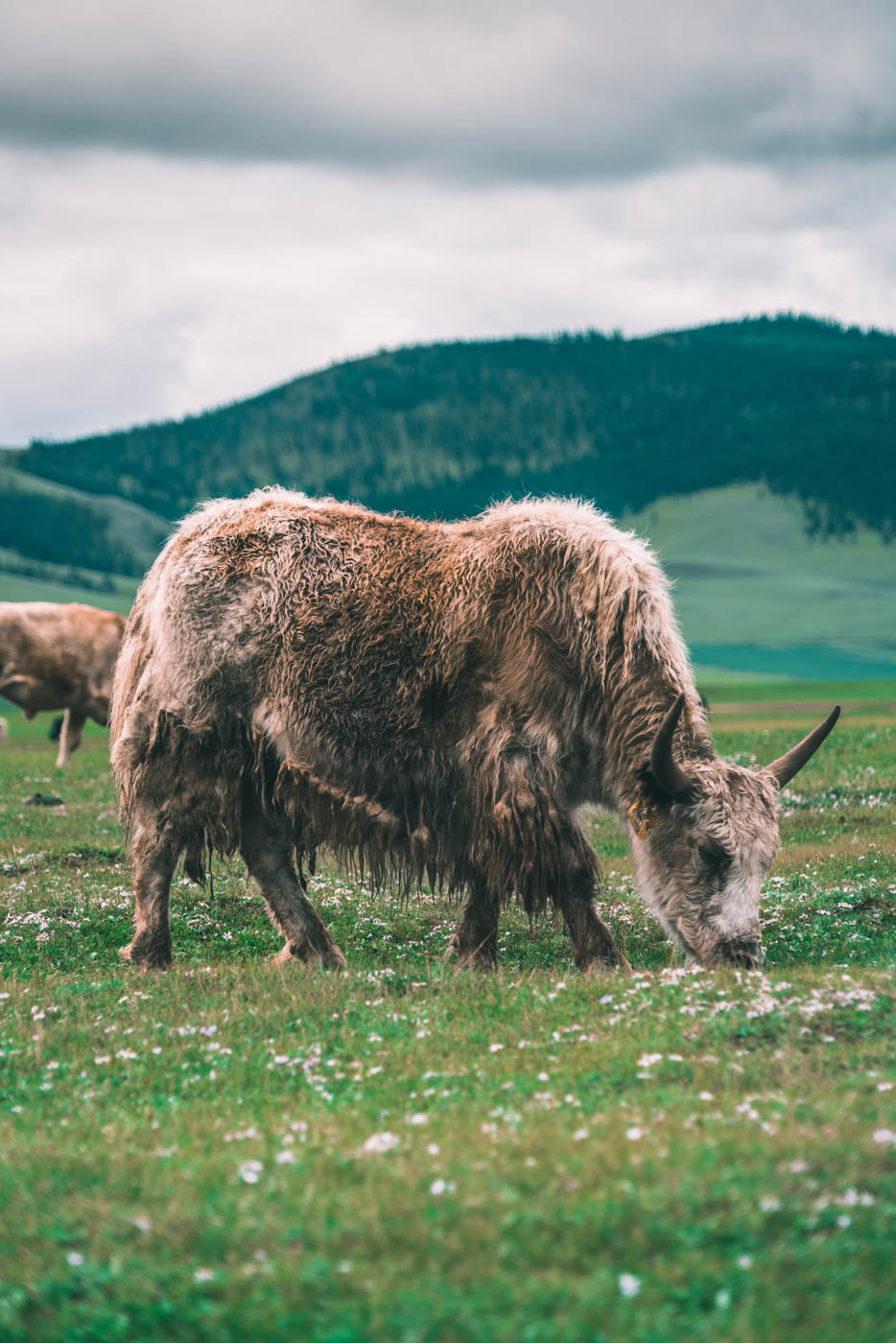 Mongolia yak 1085
