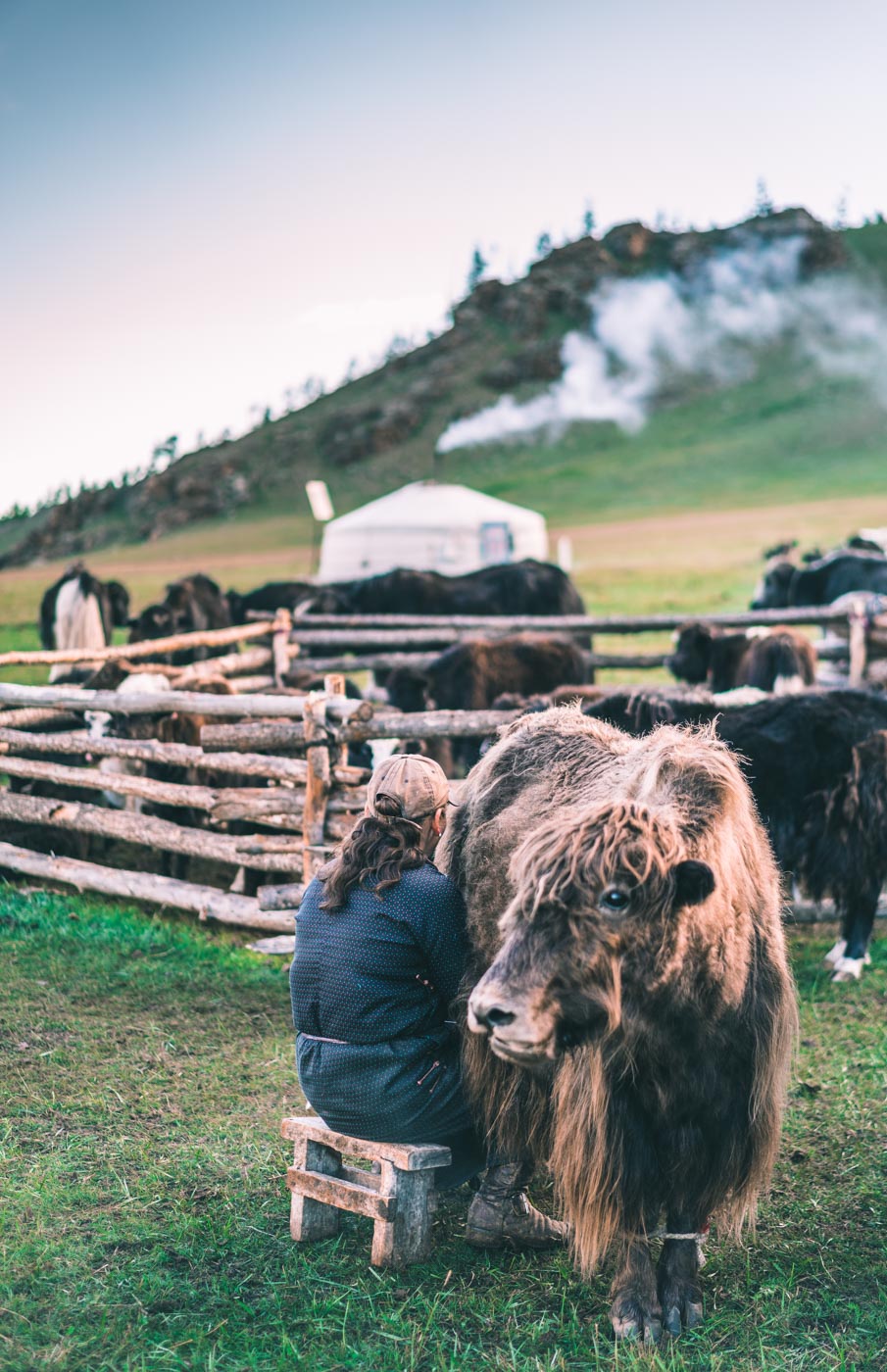 Mongolia yak milking local 1464