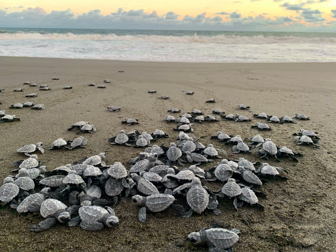 Monterrico Beach