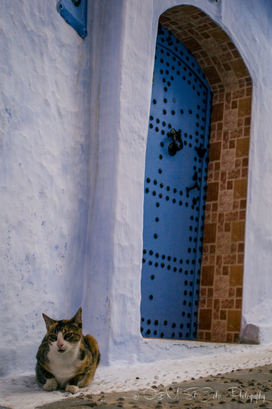 Cats in Morocco