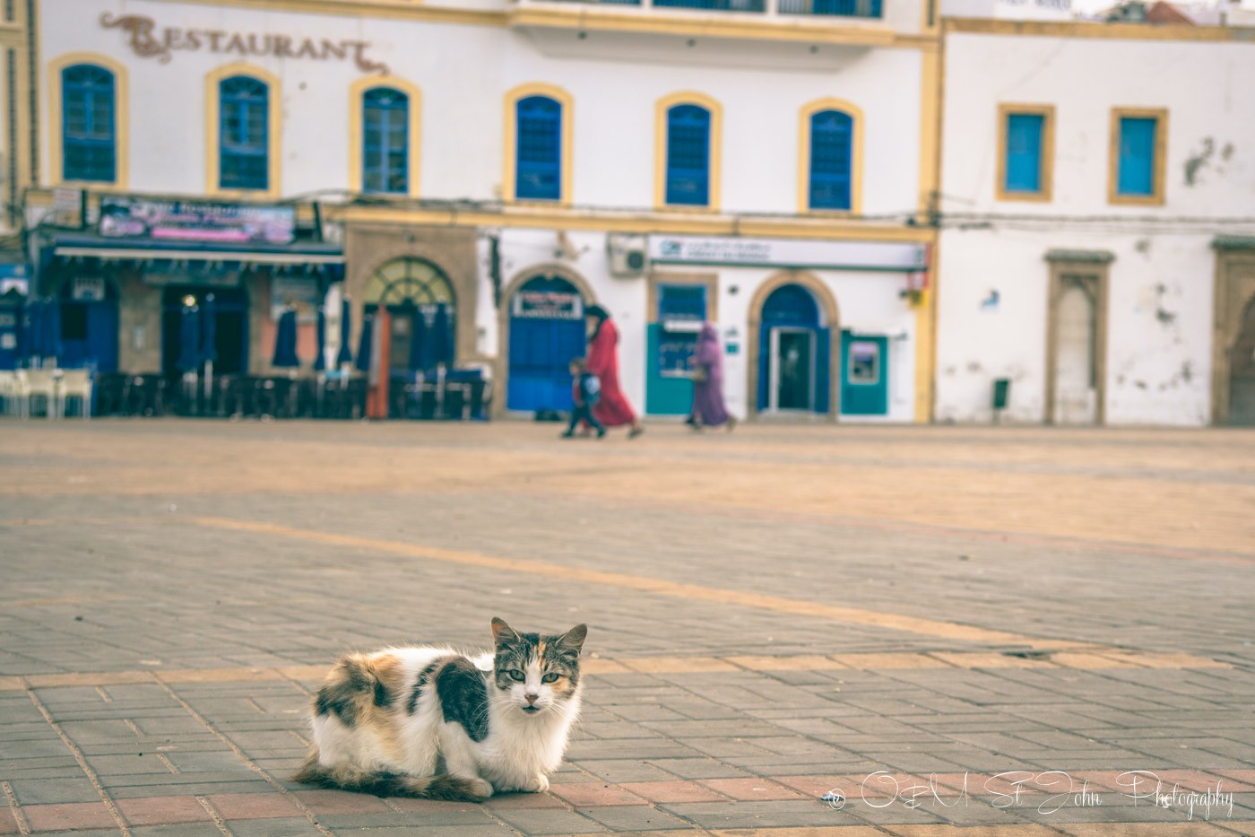 Cat in Essaouira, Morocco