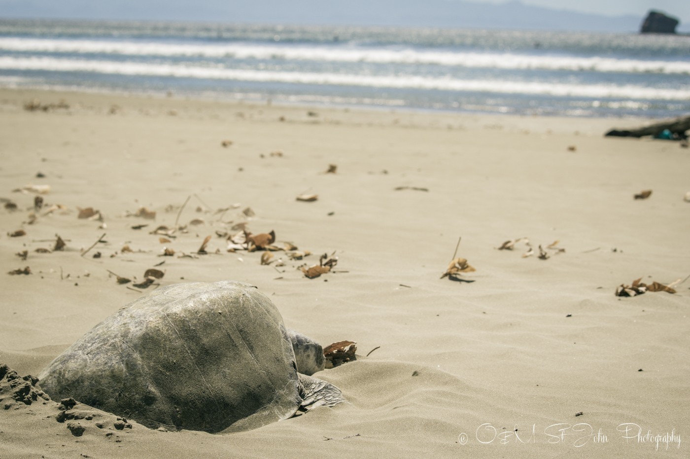 Turtle watching...Turtle laying eggs on Playa Hermosa, San Juan del Sur, Nicaragua