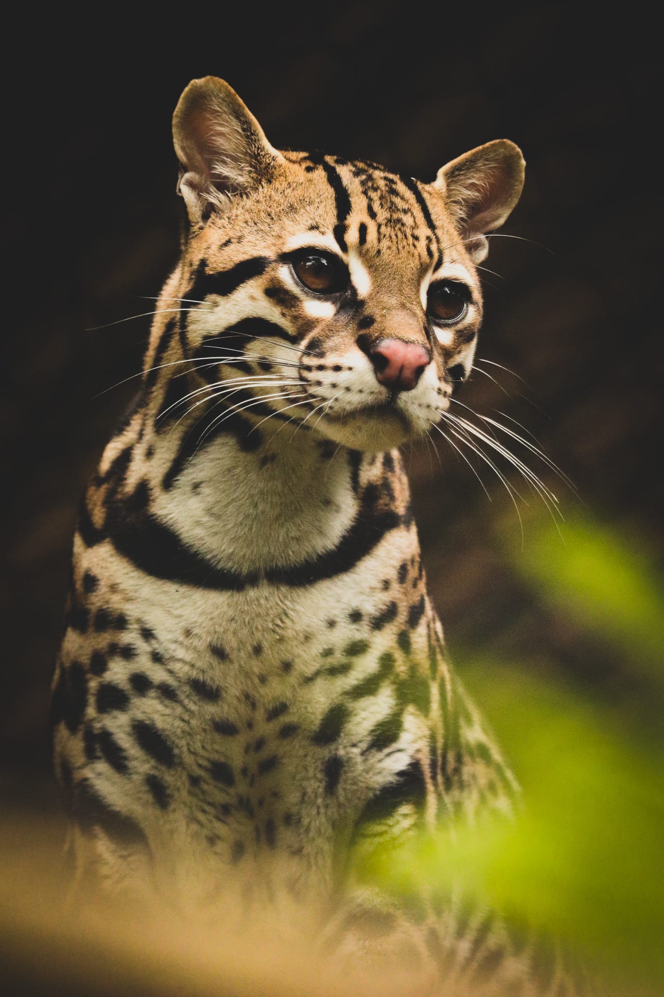 Ocelot Alturas Wildlife Sanctuary Uvita Costa Rica