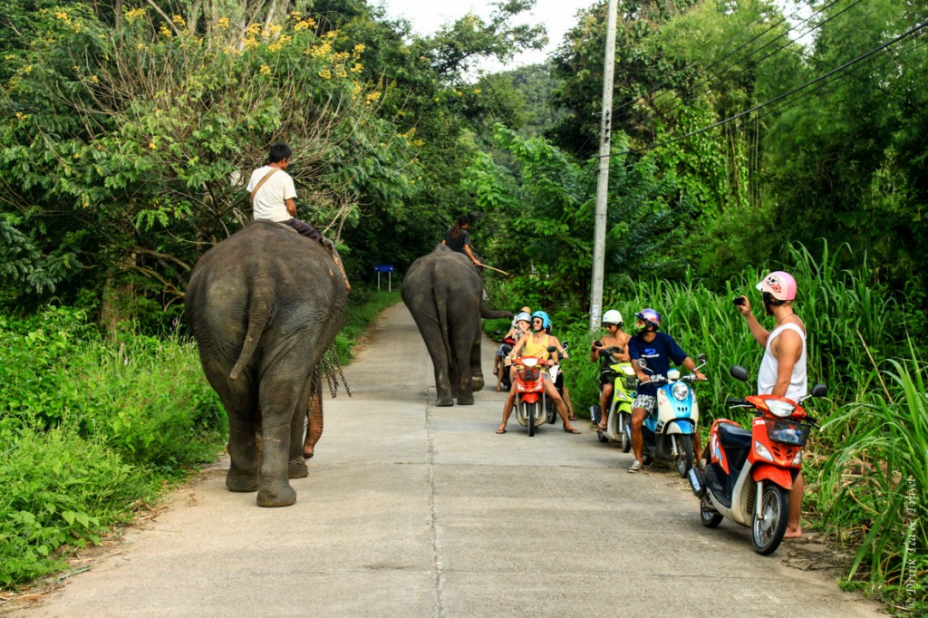 Locals riding elephants in Pai, Thailand