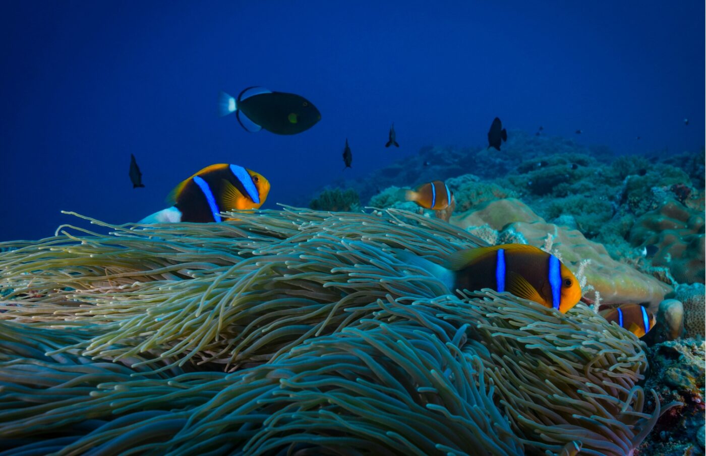 sea anemone in Palau, best scuba diving in the world